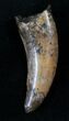 Nanotyrannus Tooth - Montana #13928-1